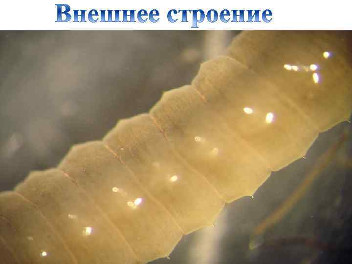 120 -150 члеников щетинки 