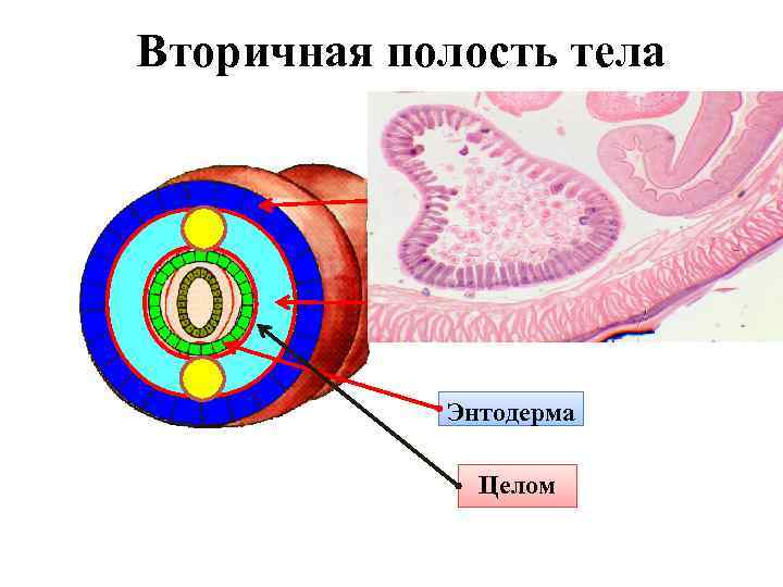 Вторичная полость тела Эктодерма Мезодерма Энтодерма Целом 