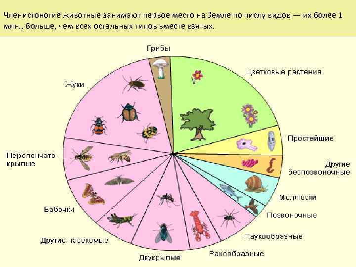 Общая характеристика типа Членистоногие (Arthropoda) Членистоногие животные занимают первое место на Земле по числу