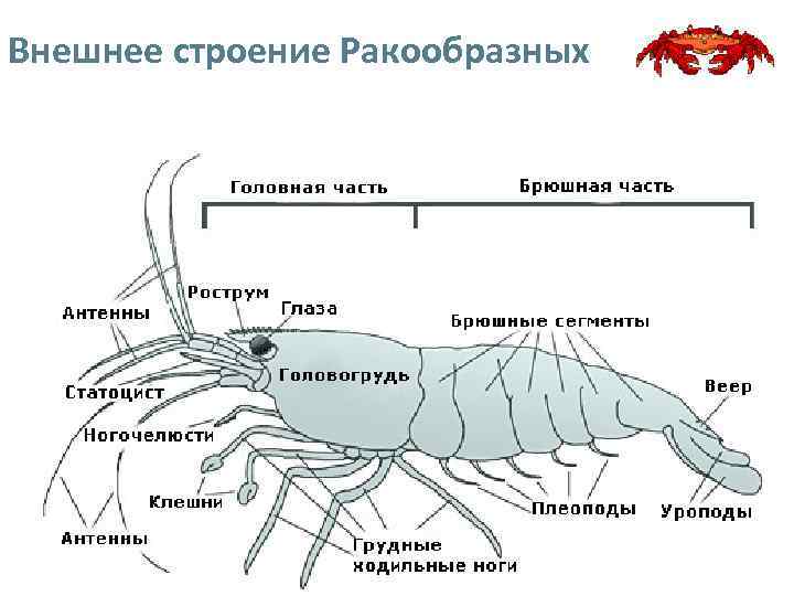 Внешнее строение Ракообразных 