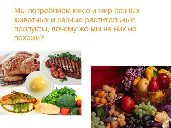 Мы потребляем мясо и жир разных животных и разные растительные продукты, почему же мы
