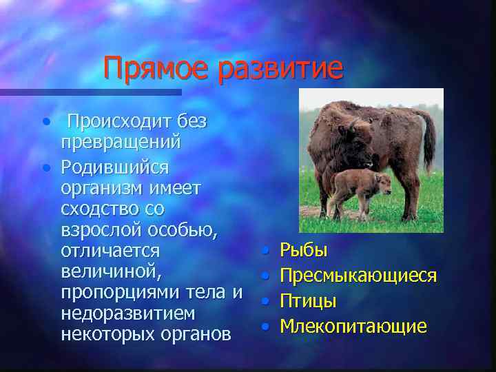 Прямое развитие • Происходит без превращений • Родившийся организм имеет сходство со взрослой особью,