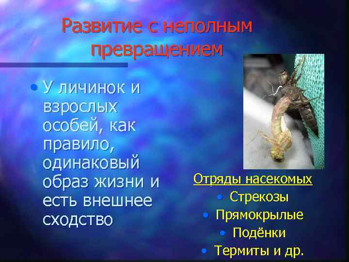 Развитие с неполным превращением • У личинок и взрослых особей, как правило, одинаковый образ