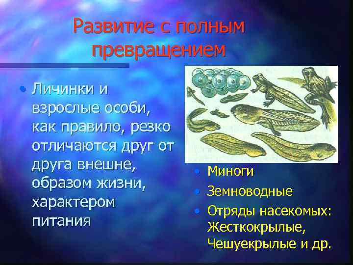 Развитие с полным превращением • Личинки и взрослые особи, как правило, резко отличаются друг