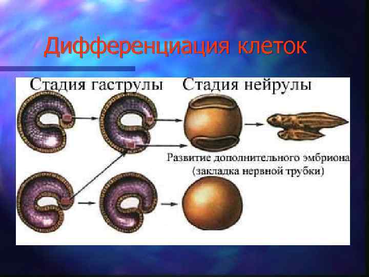 Дифференциация клеток 