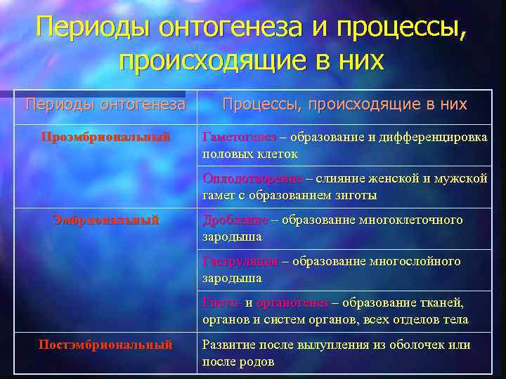 Периоды онтогенеза и процессы, происходящие в них Периоды онтогенеза Процессы, происходящие в них Проэмбриональный