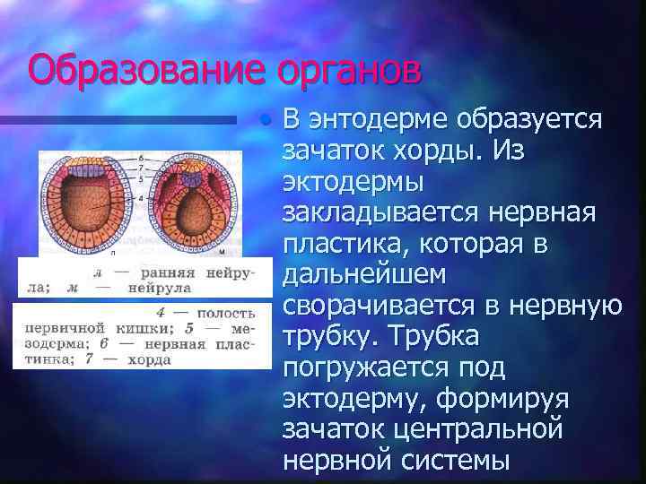 Образование органов • В энтодерме образуется зачаток хорды. Из эктодермы закладывается нервная пластика, которая