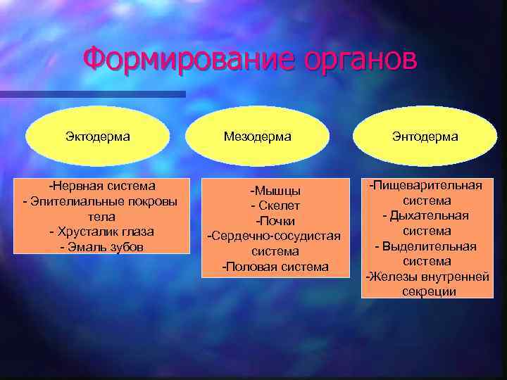 Формирование органов Эктодерма -Нервная система - Эпителиальные покровы тела - Хрусталик глаза - Эмаль
