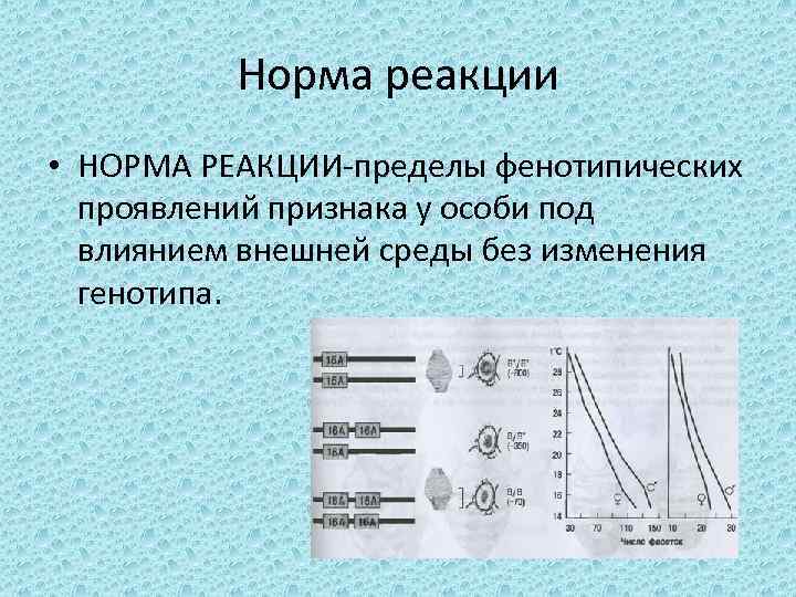 Норма реакции • НОРМА РЕАКЦИИ-пределы фенотипических проявлений признака у особи под влиянием внешней среды