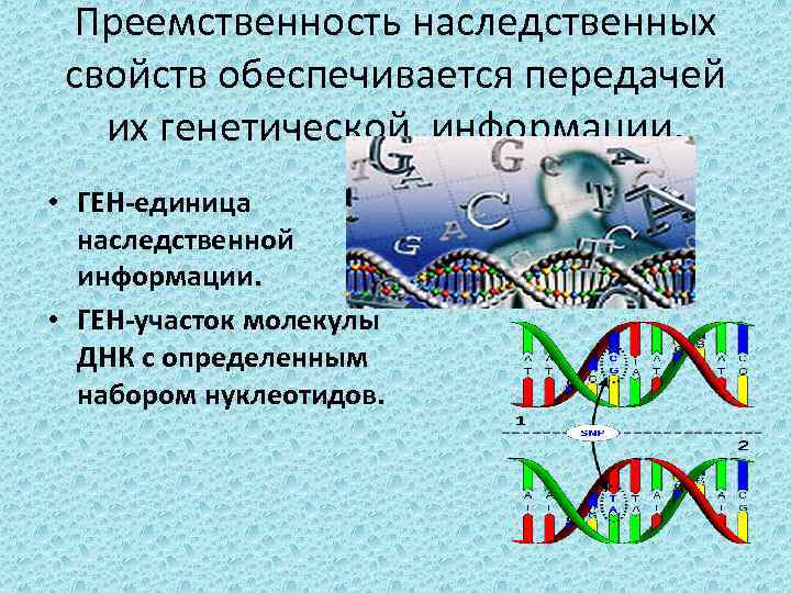 Преемственность наследственных свойств обеспечивается передачей их генетической информации. • ГЕН-единица наследственной информации. • ГЕН-участок