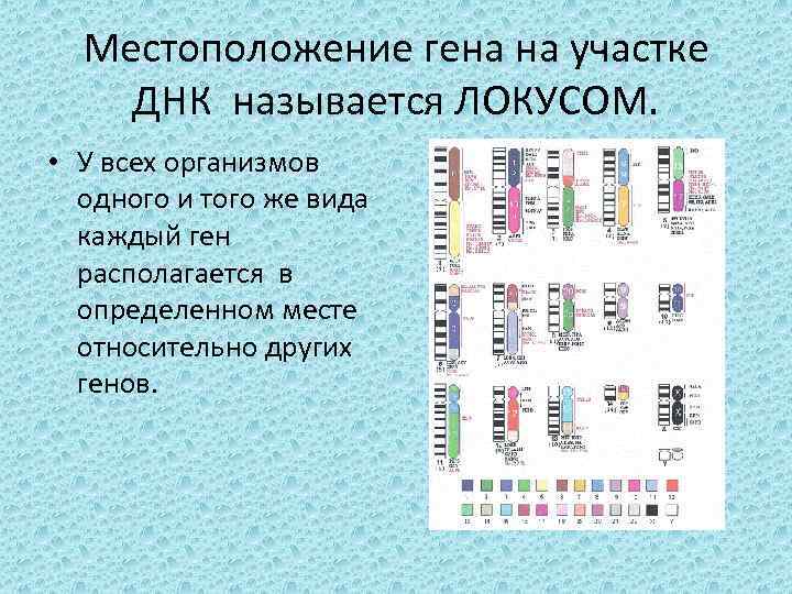 Местоположение гена на участке ДНК называется ЛОКУСОМ. • У всех организмов одного и того