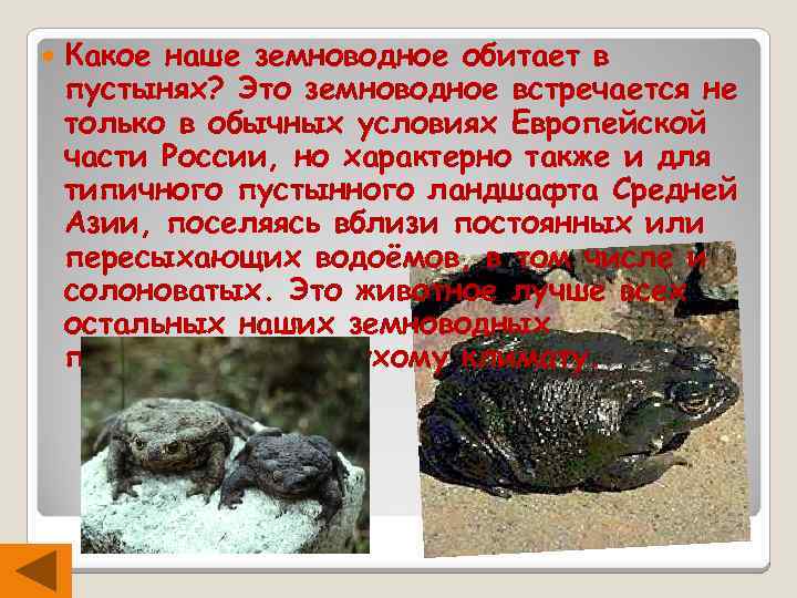  Какое наше земноводное обитает в пустынях? Это земноводное встречается не только в обычных