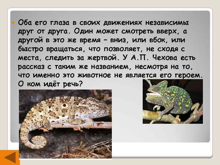  Оба его глаза в своих движениях независимы друг от друга. Один может смотреть