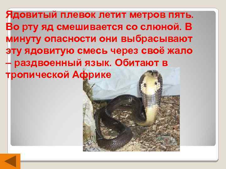 Ядовитый плевок летит метров пять. Во рту яд смешивается со слюной. В минуту опасности