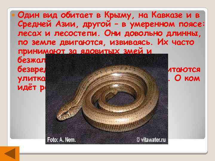  Один вид обитает в Крыму, на Кавказе и в Средней Азии, другой –