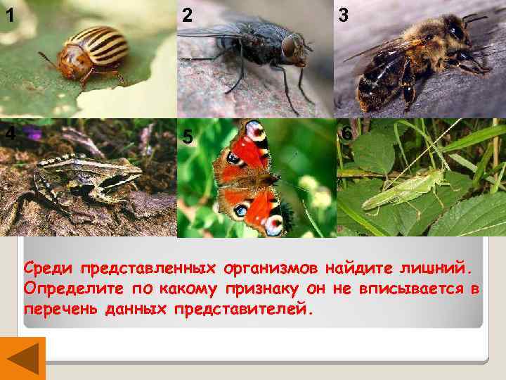 1 2 3 4 5 6 Среди представленных организмов найдите лишний. Определите по какому
