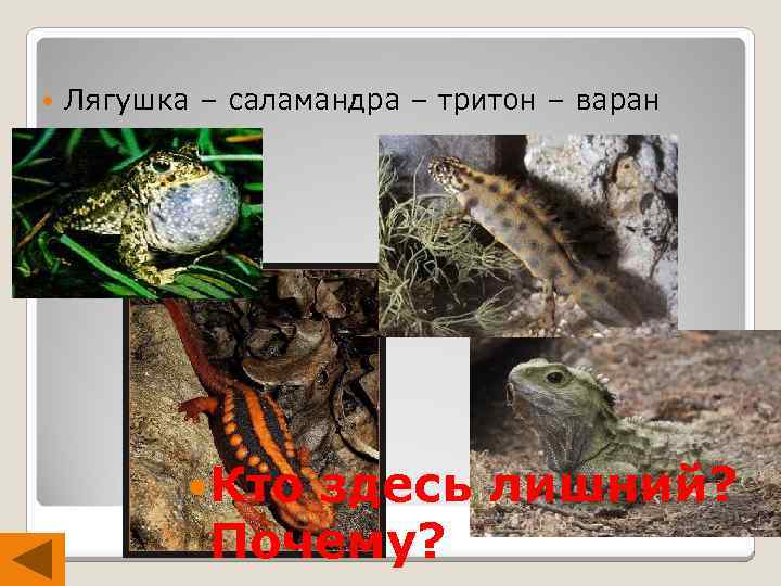  Лягушка – саламандра – тритон – варан 1 Кто здесь лишний? Почему? 