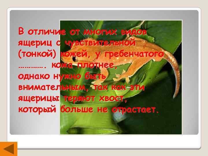 В отличие от многих видов ящериц с чувствительной (тонкой) кожей, у гребенчатого …………. кожа