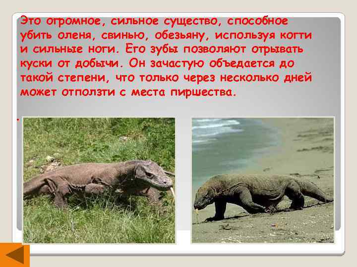 Это огромное, сильное существо, способное убить оленя, свинью, обезьяну, используя когти и сильные ноги.