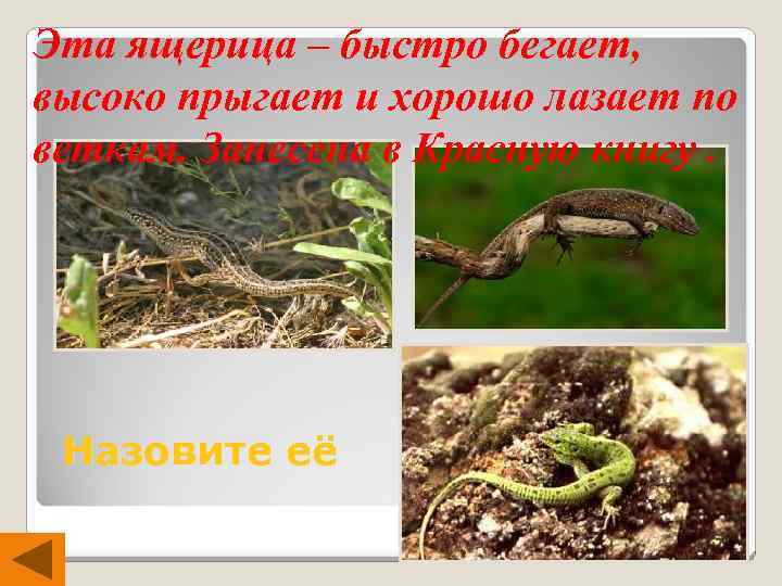 Эта ящерица – быстро бегает, высоко прыгает и хорошо лазает по веткам. Занесена в