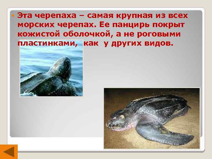  Эта черепаха – самая крупная из всех морских черепах. Ее панцирь покрыт кожистой