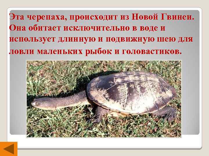 Эта черепаха, происходит из Новой Гвинеи. Она обитает исключительно в воде и использует длинную