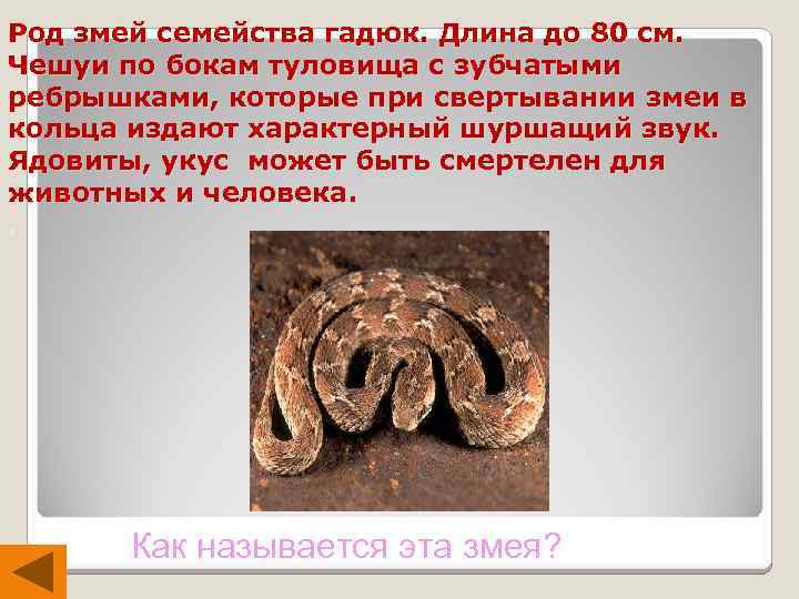 Род змей семейства гадюк. Длина до 80 см. Чешуи по бокам туловища с зубчатыми