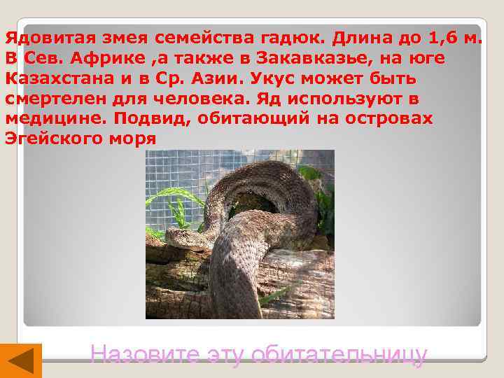Ядовитая змея семейства гадюк. Длина до 1, 6 м. В Сев. Африке , а