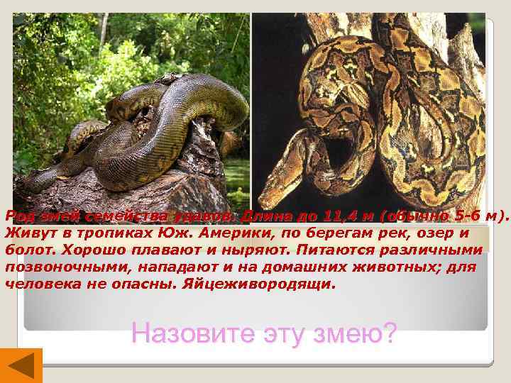 Род змей семейства удавов. Длина до 11, 4 м (обычно 5 -6 м). Живут