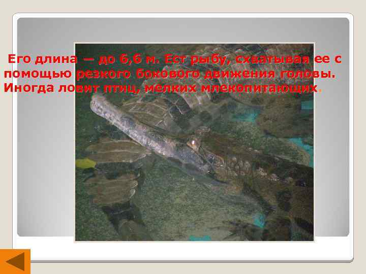  Его длина — до 6, 6 м. Ест рыбу, схватывая ее с помощью