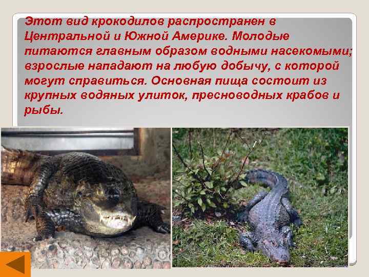 Этот вид крокодилов распространен в Центральной и Южной Америке. Молодые питаются главным образом водными