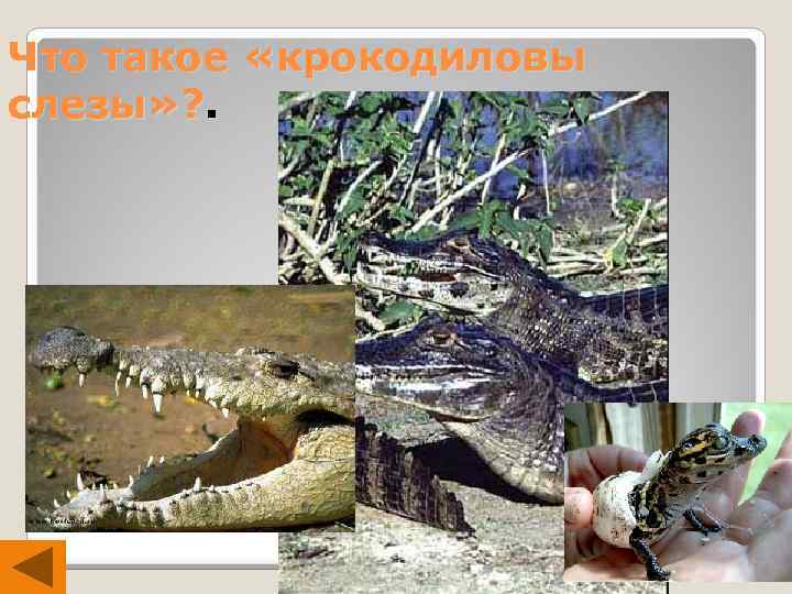 Что такое «крокодиловы слезы» ? . 