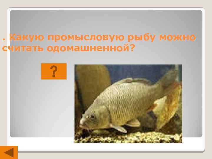 . Какую промысловую рыбу можно считать одомашненной? 