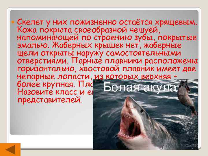  Скелет у них пожизненно остаётся хрящевым. Кожа покрыта своеобразной чешуёй, напоминающей по строению