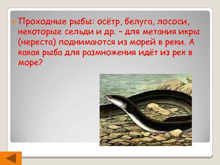  Проходные рыбы: осётр, белуга, лососи, некоторые сельди и др. – для метания икры