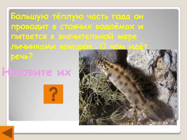 Большую тёплую часть года он проводит в стоячих водоёмах и питается в значительной мере