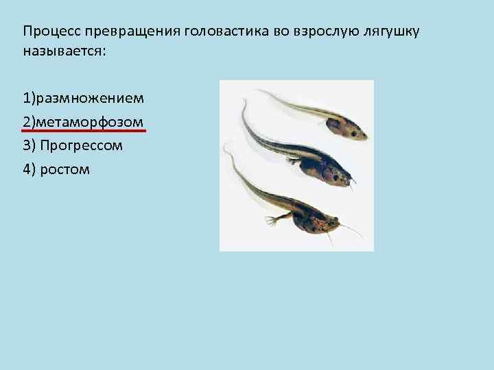 Процесс превращения головастика во взрослую лягушку называется: 1)размножением 2)метаморфозом 3) Прогрессом 4) ростом 