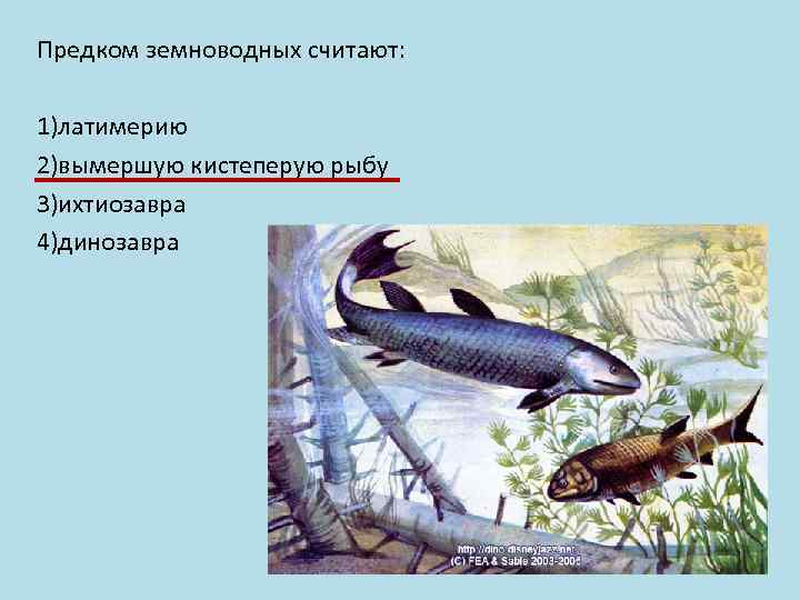 Предком земноводных считают: 1)латимерию 2)вымершую кистеперую рыбу 3)ихтиозавра 4)динозавра 