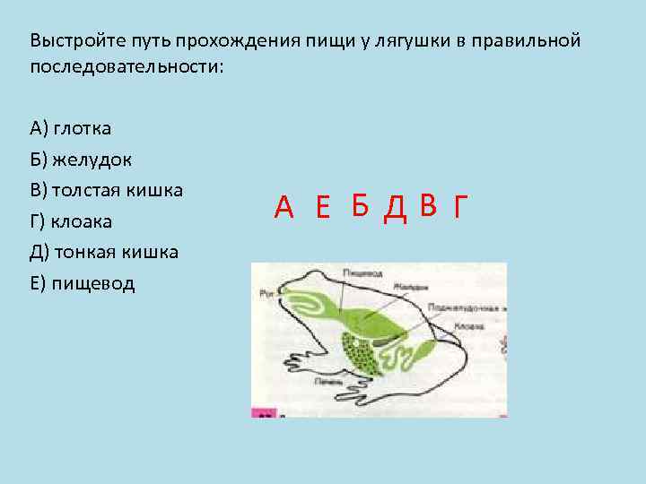 Выстройте путь прохождения пищи у лягушки в правильной последовательности: А) глотка Б) желудок В)