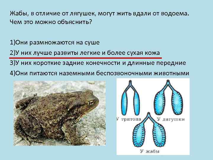 Жабы, в отличие от лягушек, могут жить вдали от водоема. Чем это можно объяснить?