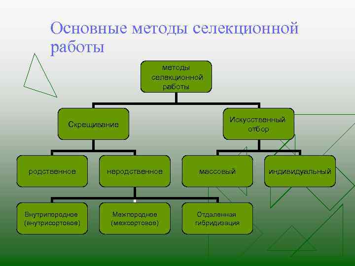 Основные методы селекционной работы Скрещивание Искусственный отбор родственное неродственное массовый Внутрипородное (внутрисортовое) Межпородное (межсортовое)