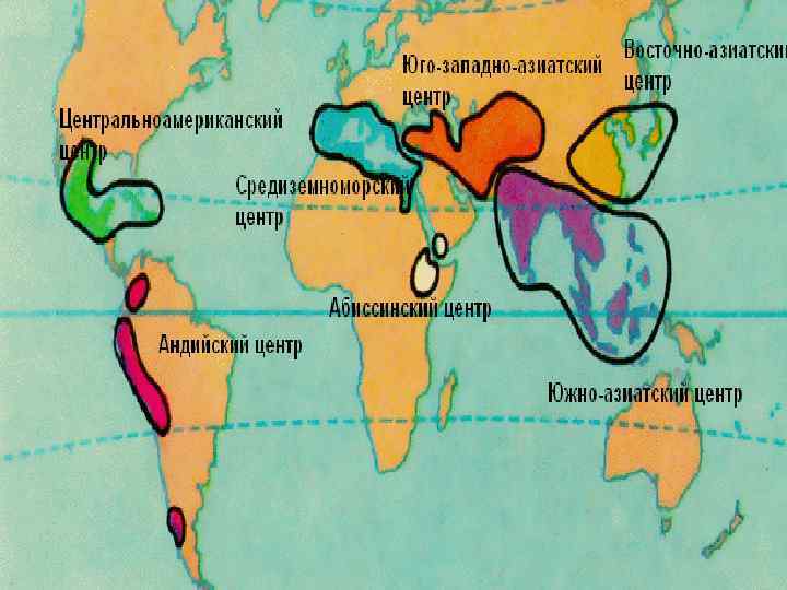 Главные центры происхождения культурных растений 