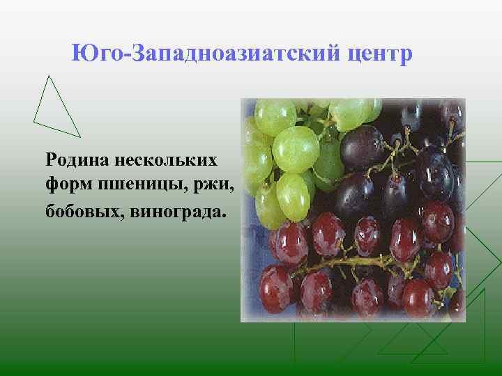 Юго-Западноазиатский центр Родина нескольких форм пшеницы, ржи, бобовых, винограда. 