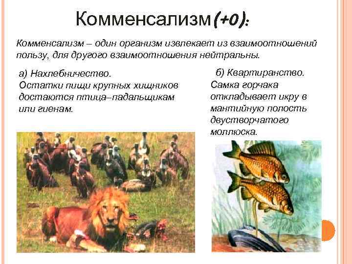 Комменсализм(+0): Комменсализм – один организм извлекает из взаимоотношений пользу, для другого взаимоотношения нейтральны. а)