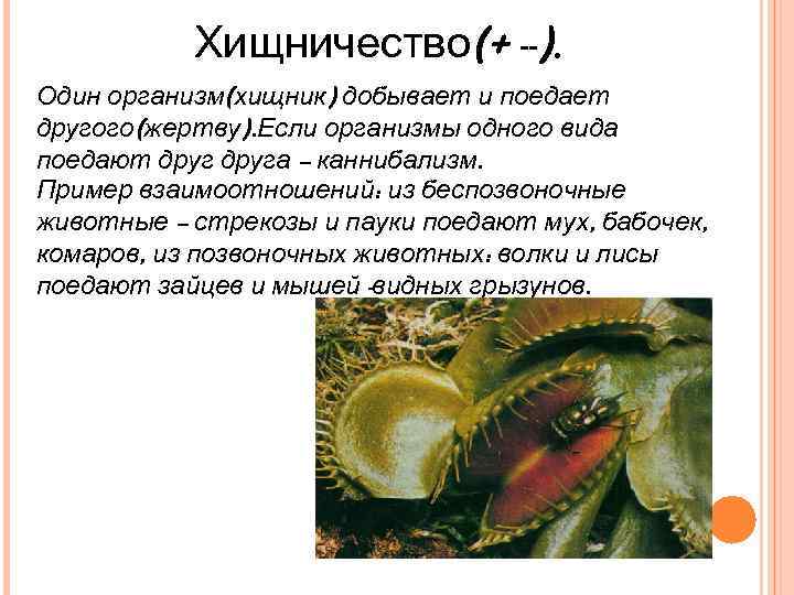 Хищничество(+ --). Один организм(хищник) добывает и поедает другого(жертву). Если организмы одного вида поедают друга