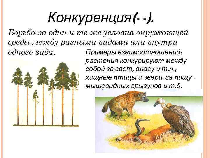 Конкуренция(- -). Борьба за одни и те же условия окружающей среды между разными видами