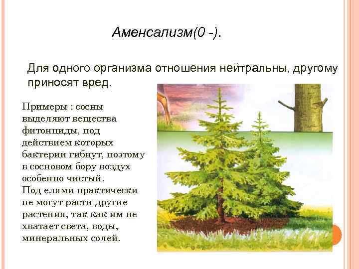Аменсализм(0 -). Для одного организма отношения нейтральны, другому приносят вред. Примеры : сосны выделяют