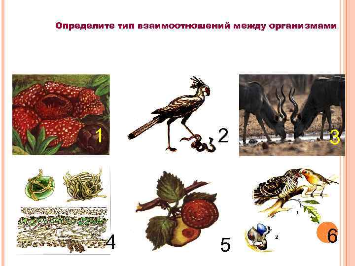 Определите тип взаимоотношений между организмами 1 2 4 3 5 6 