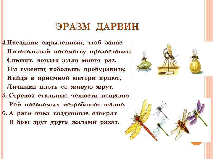 ЭРАЗМ ДАРВИН 4. Наездник окрыленный, чтоб запас Питательный потомству предоставить, Спешит, вонзая жало много