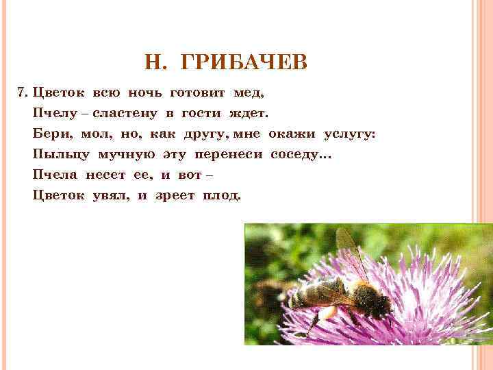 Н. ГРИБАЧЕВ 7. Цветок всю ночь готовит мед, Пчелу – сластену в гости ждет.